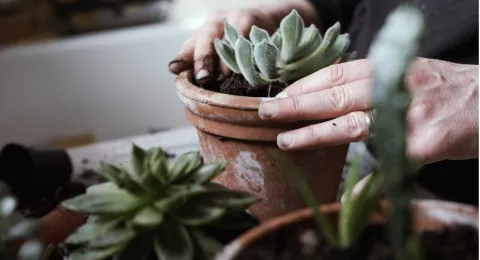 Planten in een zorginstelling